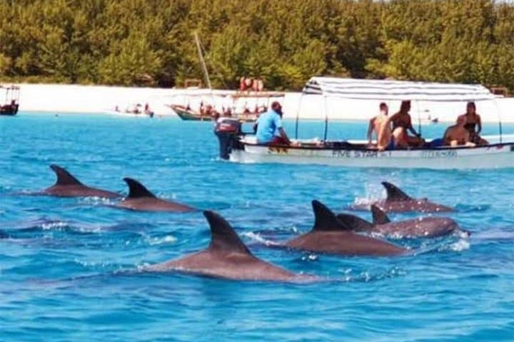 Swim with Dolphins and Turtles in Zanzibar: Mnemba Atoll Boat Cruise and Baraka Aquarium Visit