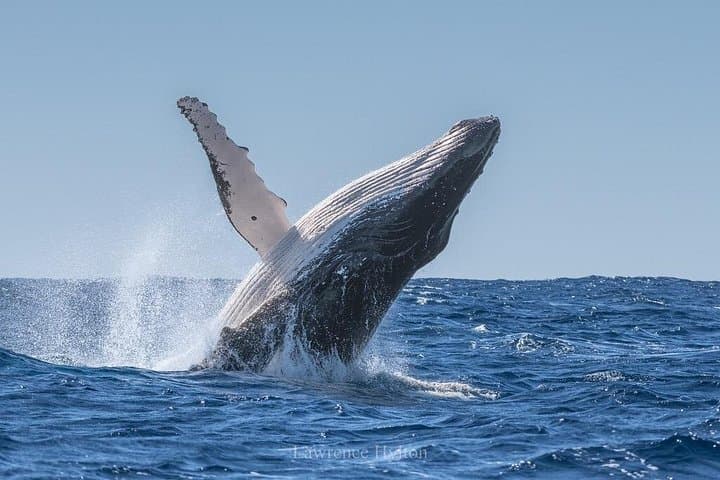 Dolphin and Whale Watching in Puerto Escondido — Small-Boat Marine Wildlife Tour photo 3