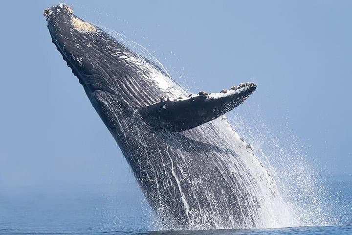 Morning Boat Tour from Puerto Escondido: Dolphins, Turtles, Rays & Whales photo 3