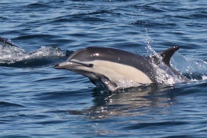 Morning Boat Tour from Puerto Escondido: Dolphins, Turtles, Rays & Whales photo 2