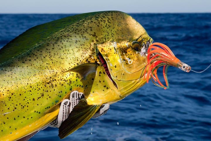 Deep-Sea Fishing in Zanzibar: Tuna, Sailfish & Marlin in the Pemba Channel photo 2