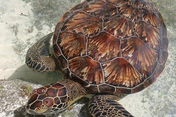 Kizimkazi Dolphin Tour Zanzibar — Salaam Cave & Turtle Swim photo 2