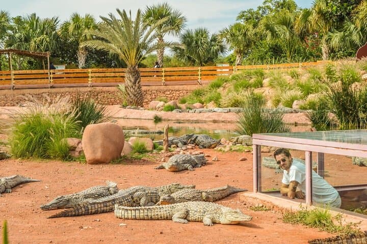 Full-Day Agadir City Tour & Crocopark: Kasbah Views, Souk El Had and Crocodiles photo 5
