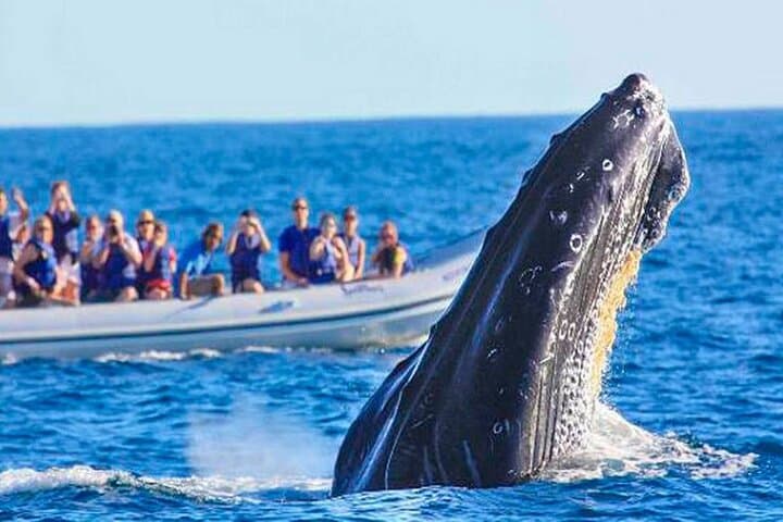 Punta Mita Humpback Whale Courtship Cruise — Private 2.5-Hour Wildlife Tour photo 6