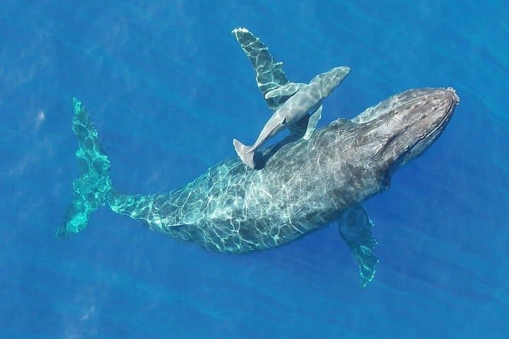Punta Mita Humpback Whale Courtship Cruise — Private 2.5-Hour Wildlife Tour photo 4