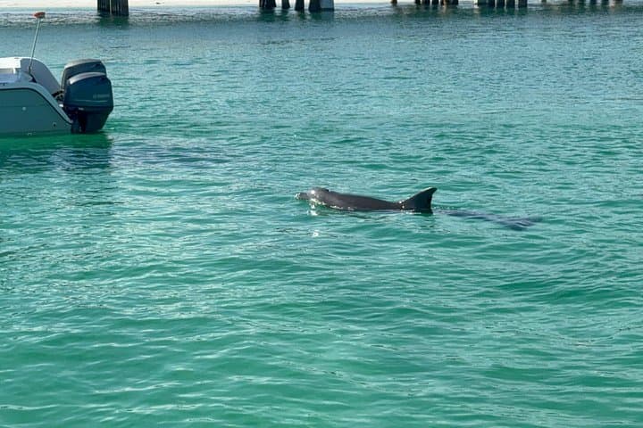 Dolphins and Donuts Boat Trip in Destin: Morning Gulf Cruise with Donuts & Dolphin Watching photo 1