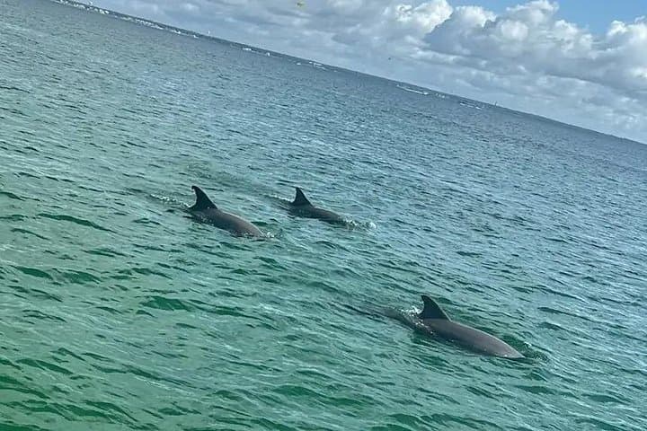 Dolphins and Donuts Boat Trip in Destin: Morning Gulf Cruise with Donuts & Dolphin Watching photo 2