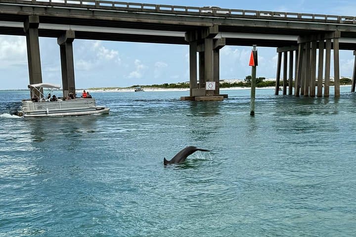 Dolphins and Donuts Boat Trip in Destin: Morning Gulf Cruise with Donuts & Dolphin Watching photo 3