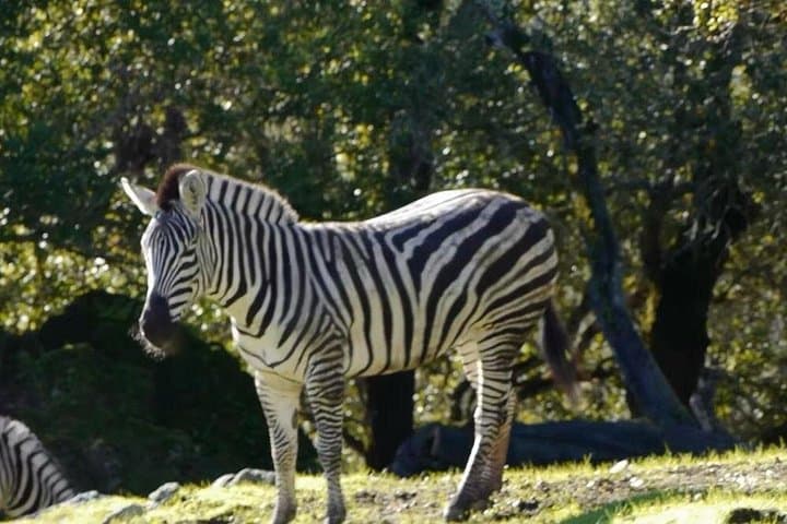 Sonoma Safari Experience: Open-Air Wildlife Tour in Sonoma County photo 2
