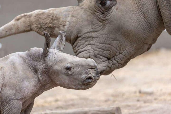 Sonoma Safari Experience: Open-Air Wildlife Tour in Sonoma County photo 3