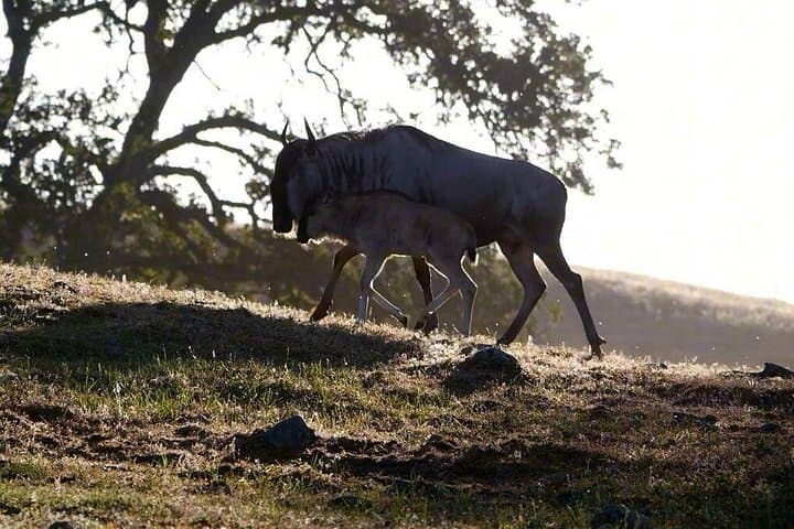 Sonoma Safari Experience: Open-Air Wildlife Tour in Sonoma County photo 4