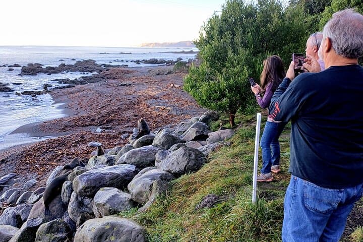 Kaikōura Day Trip from Christchurch: Coastal Walks, Seals & Whale-Watching photo 3