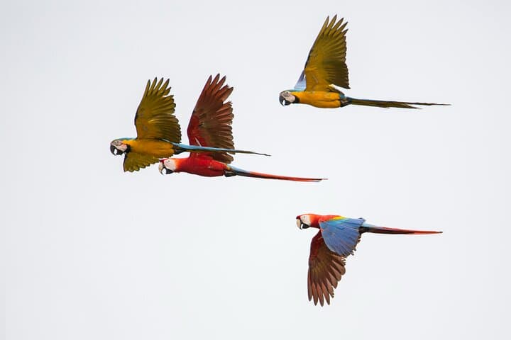 Chuncho Macaw Collpa: 2-Day Amazon Macaw Clay-Lick Experience photo 6