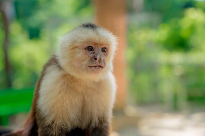 Private Roatán Wildlife Snorkeling & West Bay Beach Cruise photo 3