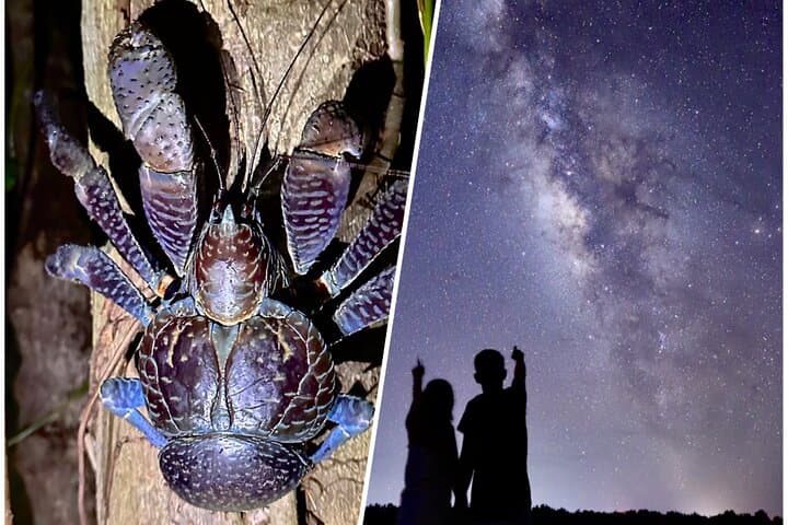 Miyakojima Jungle Night Tour: Coconut Crabs, Insects & Stargazing
