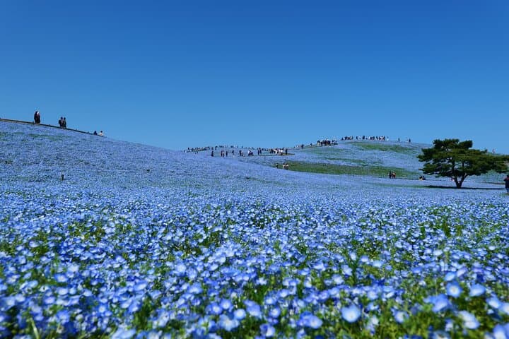 Hitachi Seaside Park & Mito Highlights: Day Tour to Nemophila, Fish Markets & Kairakuen
