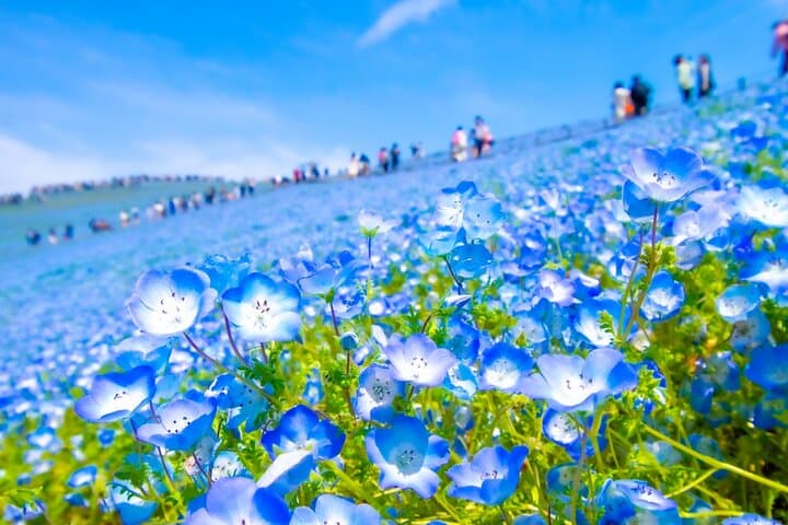 Hitachi Seaside Park & Mito Highlights: Day Tour to Nemophila, Fish Markets & Kairakuen photo 2