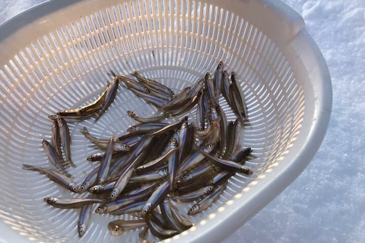 Guided Wakasagi Smelt Fishing — Half-Day Trip from Sapporo photo 4