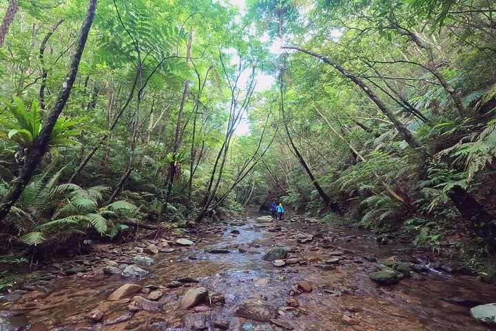 Yanbaru Jungle River Trek & Waterfall Swim — Private Okinawa Adventure photo 4