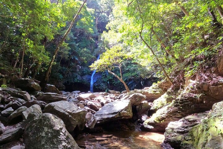 Yanbaru Jungle River Trek & Waterfall Swim — Private Okinawa Adventure