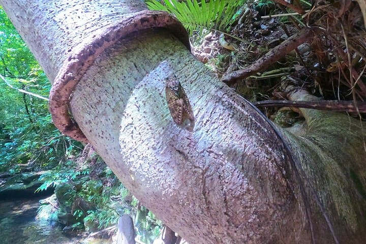 Yanbaru Jungle River Trek & Waterfall Swim — Private Okinawa Adventure photo 5