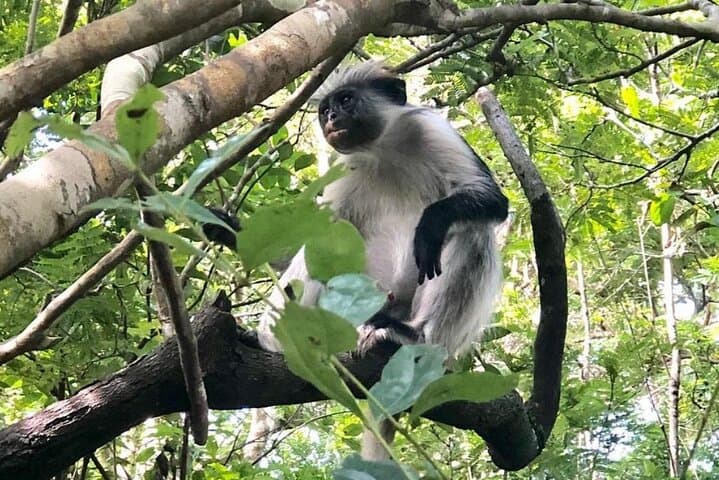 Mnemba Island Dolphins, Jozani Forest & Sea Turtle Swim — Full-Day Zanzibar Nature Trip photo 3