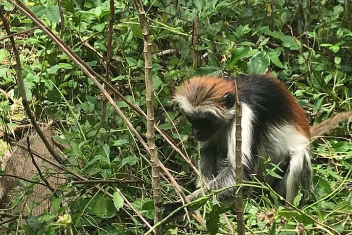 Mnemba Island Dolphins, Jozani Forest & Sea Turtle Swim — Full-Day Zanzibar Nature Trip photo 4