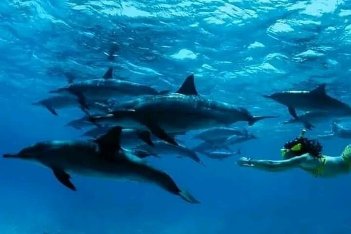 Mnemba Island Dolphins, Jozani Forest & Sea Turtle Swim — Full-Day Zanzibar Nature Trip photo 6