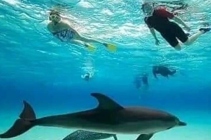 Mnemba Island Dolphins, Jozani Forest & Sea Turtle Swim — Full-Day Zanzibar Nature Trip