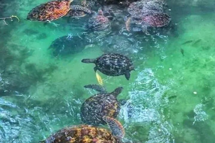 Swim with Turtles at Salaam Cave: Kizimkazi's Natural Turtle Sanctuary photo 2