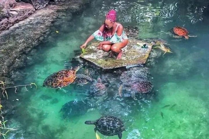 Swim with Turtles at Salaam Cave: Kizimkazi's Natural Turtle Sanctuary