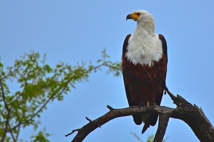 Half-Day Safari from Durban: Tala Game Reserve & Elephant Encounter photo 5