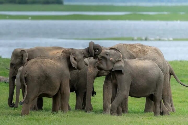 Elephant Safari from Sigiriya: Minneriya, Kaudulla & Hurulu National Park Guide photo 1