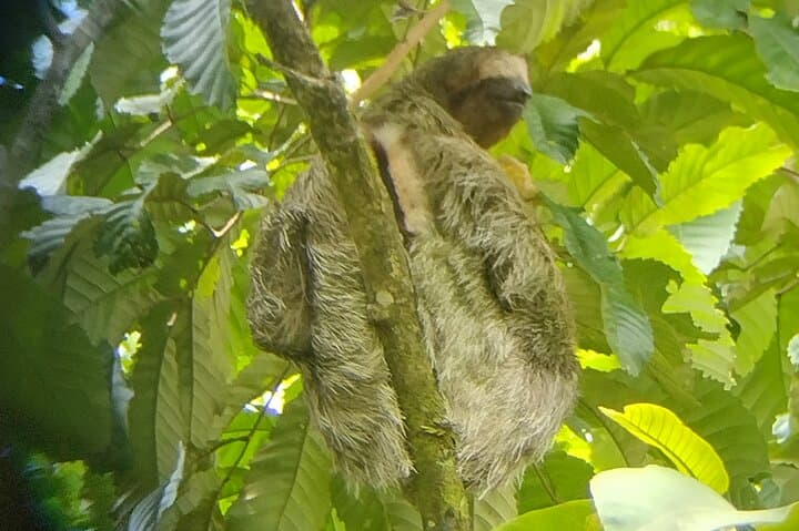 Arenal Volcano Hike: La Fortuna Lava-Field Walk & Rainforest Wildlife photo 4