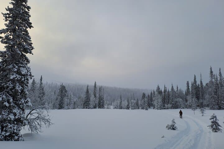 Glide Ylläs: Guided Nordic Skiing in Lapland Wilderness photo 2