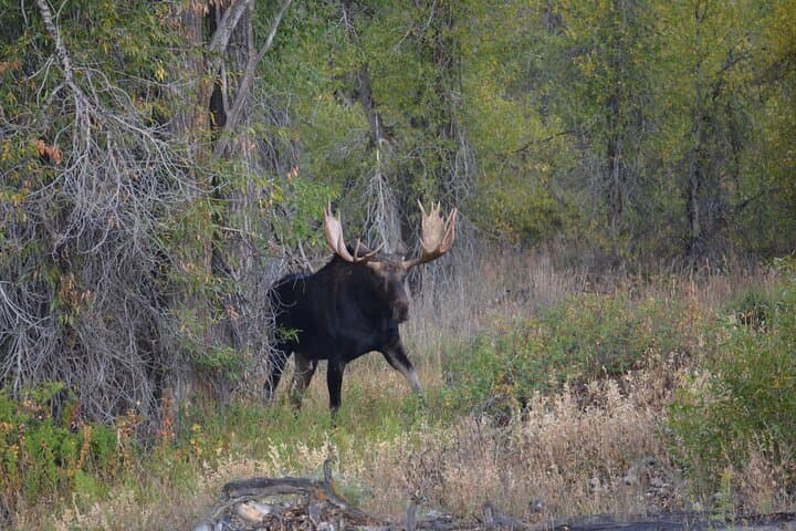 Grand Teton Sunset Wildlife Tour: Moose, Elk & Scenic Overlooks photo 2