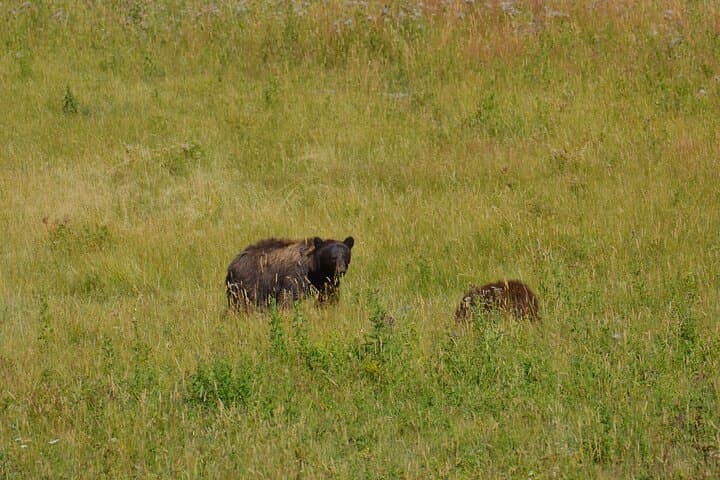 Grand Teton Sunset Wildlife Tour: Moose, Elk & Scenic Overlooks photo 3