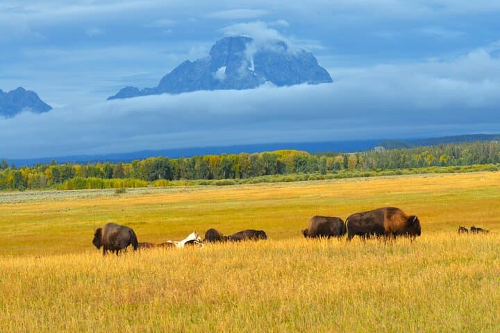 Grand Teton Sunset Wildlife Tour: Moose, Elk & Scenic Overlooks photo 4