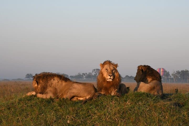 3-Day Masai Mara Big Five Private Safari — Wildlife, Views & Practical Tips photo 3