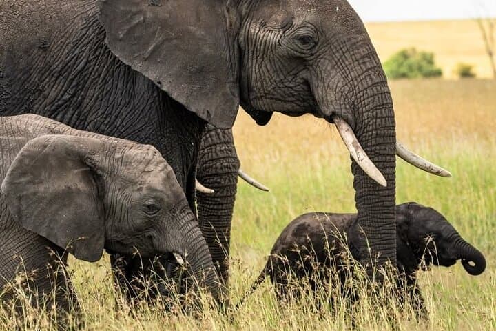 3-Day Masai Mara Big Five Private Safari — Wildlife, Views & Practical Tips photo 4