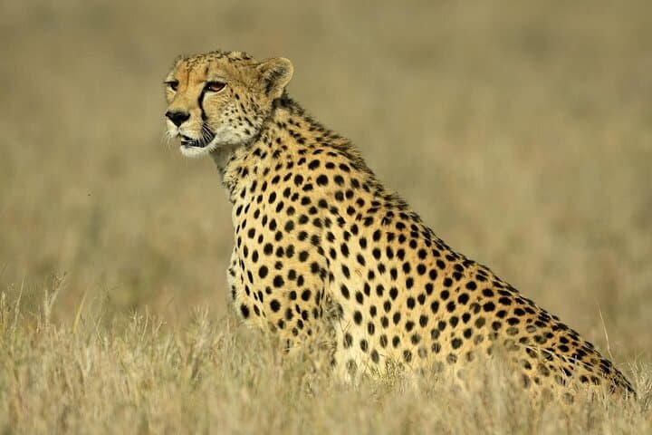 3-Day Masai Mara Big Five Private Safari — Wildlife, Views & Practical Tips photo 5