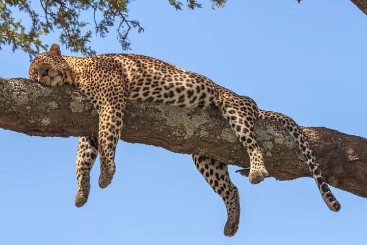 3-Day Masai Mara Big Five Private Safari — Wildlife, Views & Practical Tips photo 6