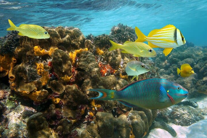 Private Catamaran to Dunn's River Falls — Snorkel, Sail and Climb from Ocho Rios photo 4
