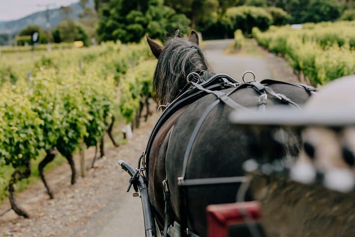 Slow Ride Through Sauvignon: Horse and Carriage Wine Tour in Marlborough photo 1