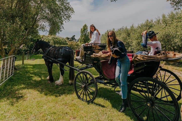 Slow Ride Through Sauvignon: Horse and Carriage Wine Tour in Marlborough photo 3