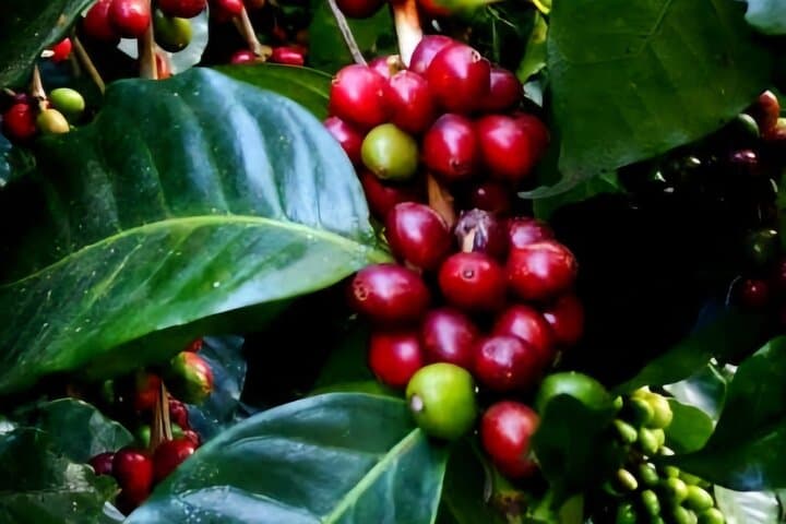 Day Hike in Minca: Coffee Farm, Waterfall Swim & Chocolate Workshop photo 2