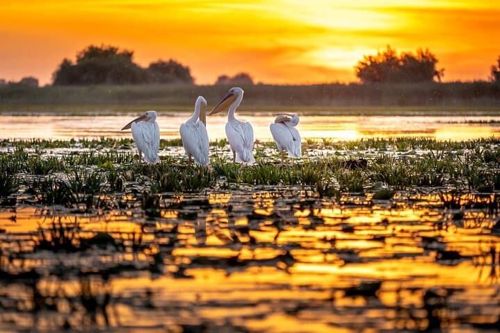 Danube Delta & Black Sea: Two-Day Private Wildlife and Boat Tour