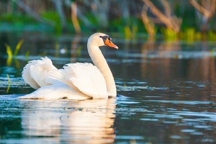 Danube Delta & Black Sea: Two-Day Private Wildlife and Boat Tour photo 3