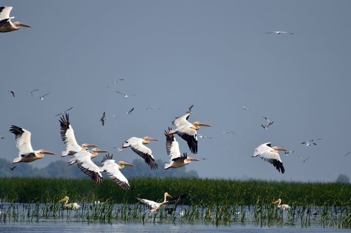 Danube Delta & Black Sea: Two-Day Private Wildlife and Boat Tour photo 2