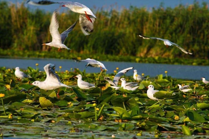 Bucharest to Danube Delta: 2-Day Private Tour to the Black Sea & Wildlife photo 4